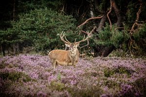 Edelhert op de hoge veluwe van Henrico Scheffel