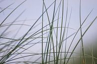 Marram grass on Dutch beach dune by Peter van Weel thumbnail