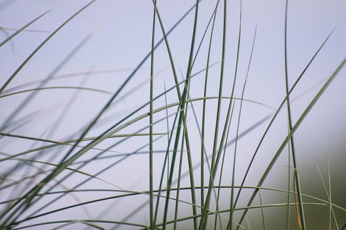 Marram grass on Dutch beach dune