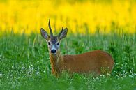 Old roebuck standing in a meadow with flowers and herbs on a summer morning by Mario Plechaty Photography thumbnail