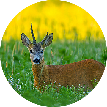Oude reebok in een weiland met bloemen en kruiden op een zomerochtend