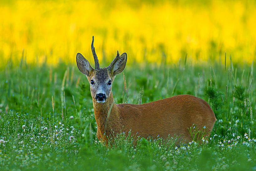 Old roebuck standing in a meadow with flowers and herbs on a summer morning by Mario Plechaty Photography