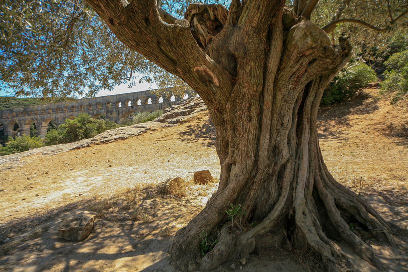 Ancien olivier près du Pont du Garde, France par Joost Adriaanse