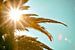 Tropische Sonne Palme von Jan Brons