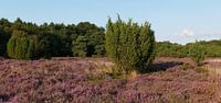 Bloeiende heide en jeneverbessen op het Terhosterzand.