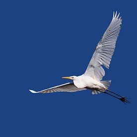 „Stille im Flug“ – Großer Silberreiher vor blauem Himmel von Foto Studio Labie