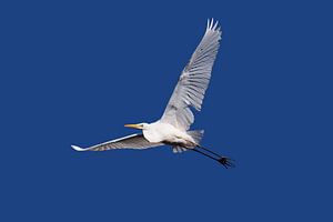 'Stilte in vlucht' Grote Zilver Reiger tegen blauwe lucht