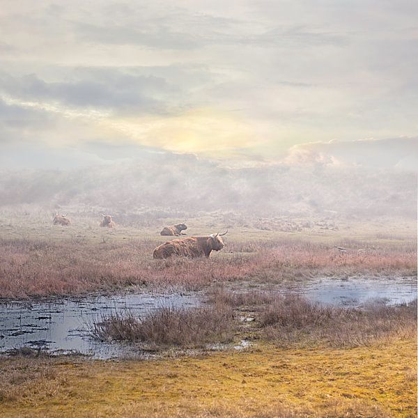 Schottische Highlander im Nebel von Peter Mensink