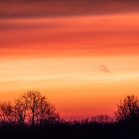 Zonsopgang van Cécile den Ouden