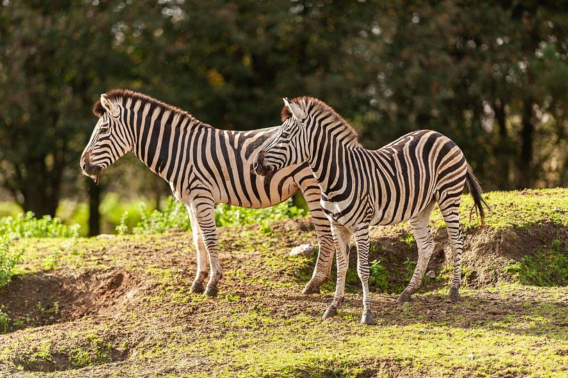 Zebra von Saartje Lommelen