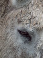 Ezels oog