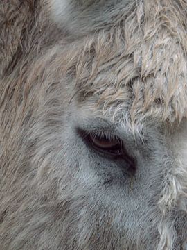 Donkey eye by Robrecht Kruft