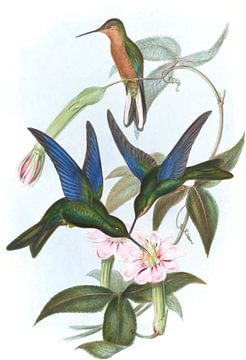 Semminck's Sapphire-Wing, John Gould van Hummingbirds