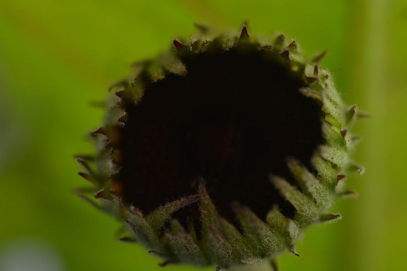 Gerbera dans le bouton par FotoGraaG Hanneke