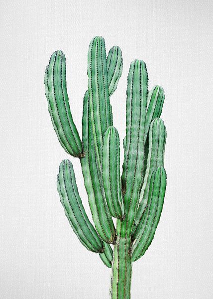 Cactus 3 par Gal Design