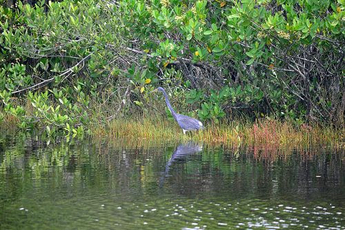 Een driekleurige reiger op jacht
