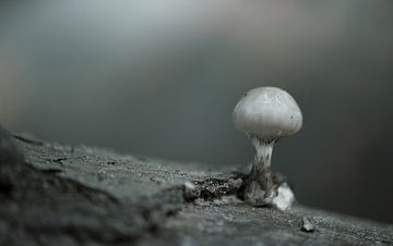 Eenzaam alleen een paddenstoel