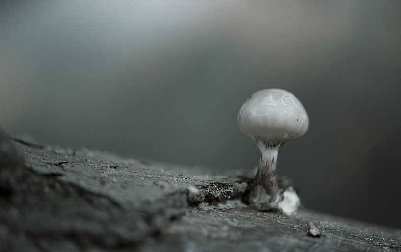 Eenzaam alleen een paddenstoel van Incanto Images
