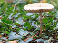 Magnifique champignon près de Renkum.