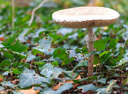 Magnifique champignon près de Renkum.