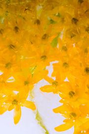 Silk flower in ice 3 by Marc Heiligenstein