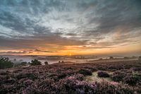 Opkomende zon op de Bruyère