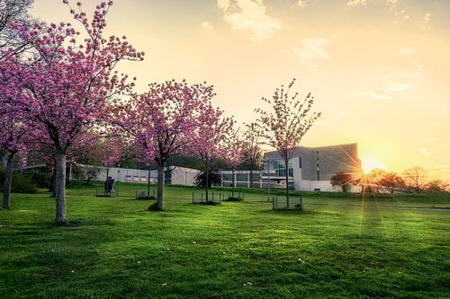 Cherry blossoms at the Wolfsburg Theatre