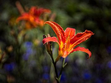 Lily by Rob Boon