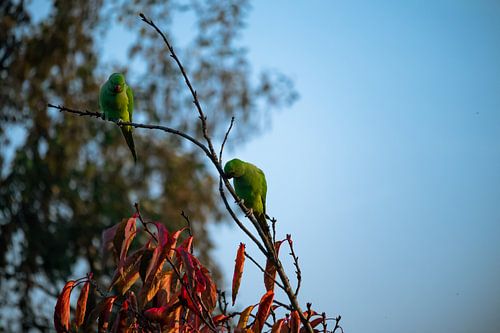 Perruches à collier
