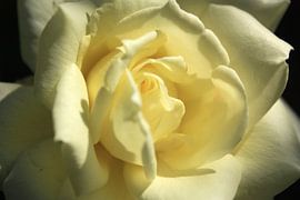 White sensation von Anneke Verweij