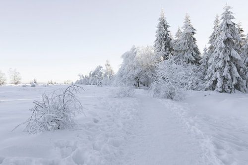 Winter landschap