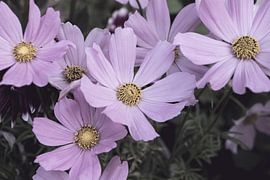 Pale Pink Cosmos Flowers by Imladris Images