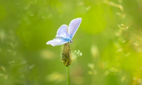 Mariposa azul en el prado
