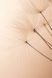 Pflanzenstängel Schatten von Poster Art Shop