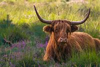 Highlander in the heathland