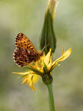 Titania's parelmoervlinder in de  Italianse Alpen van Marjolein Fortuin