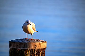 Baden-Württemberg : The seagull by Photoart-Naegele