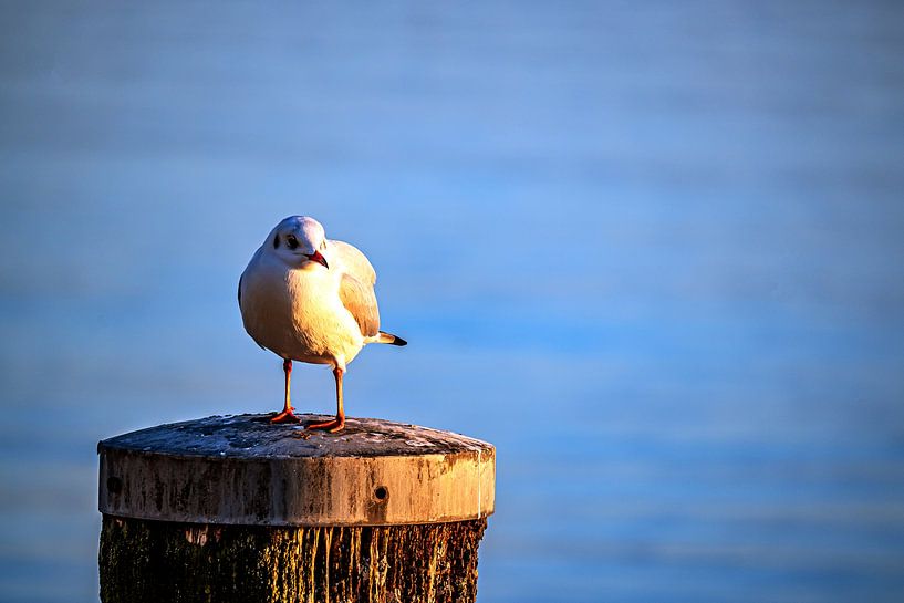 Baden-Württemberg : The seagull by Photoart-Naegele
