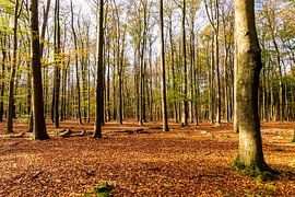 Forêt aux couleurs de l'automne sur Merijn Loch