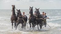 Stoere paarden in de zee