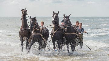 Stoere paarden in de zee van Jan Iepema