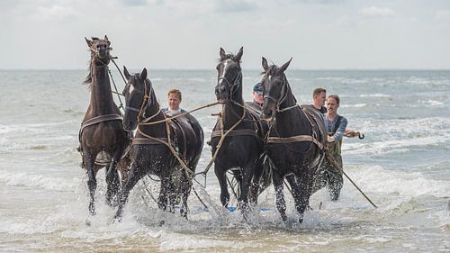 Stoere paarden in de zee