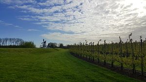 Betuwe Molen de Vlinder von Miranda Bos