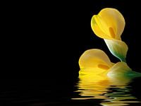Gelbe Calla