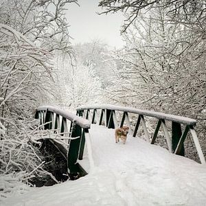 Hondje in de sneeuw.