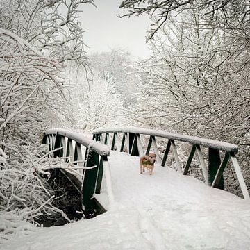 Hund im Schnee. von Alie Ekkelenkamp