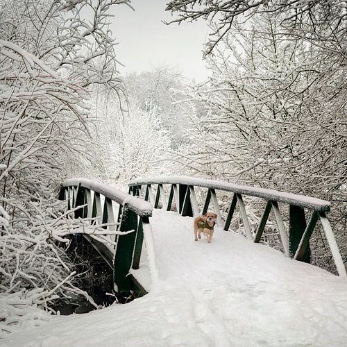 Dog in the snow. by Alie Ekkelenkamp