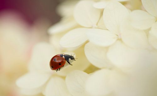 ladybug