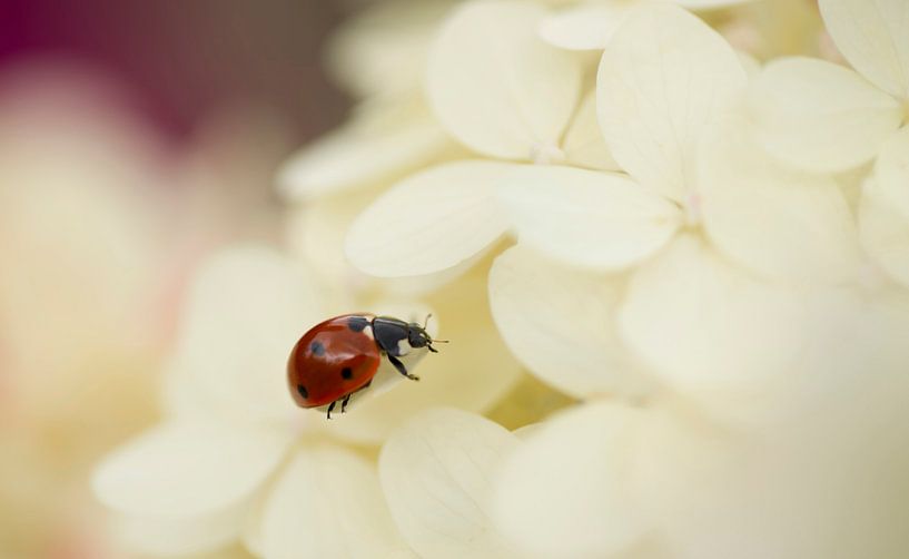 ladybug von Annette Sturm