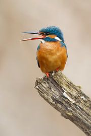 Eisvogel, der im Wurf fotografiert wurde. von Jeroen Stel